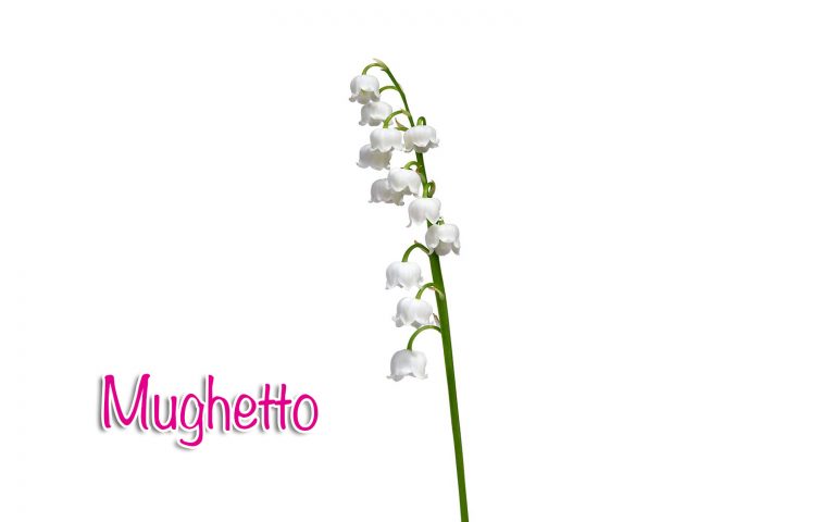 mughetto mughetto