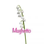 mughetto mughetto