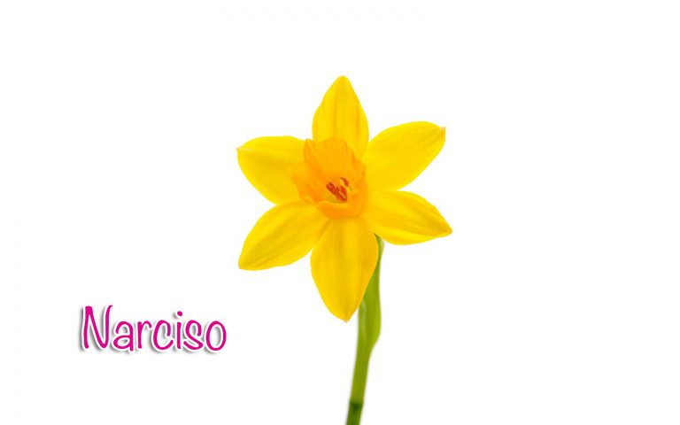 narciso