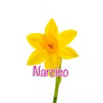 narciso narciso