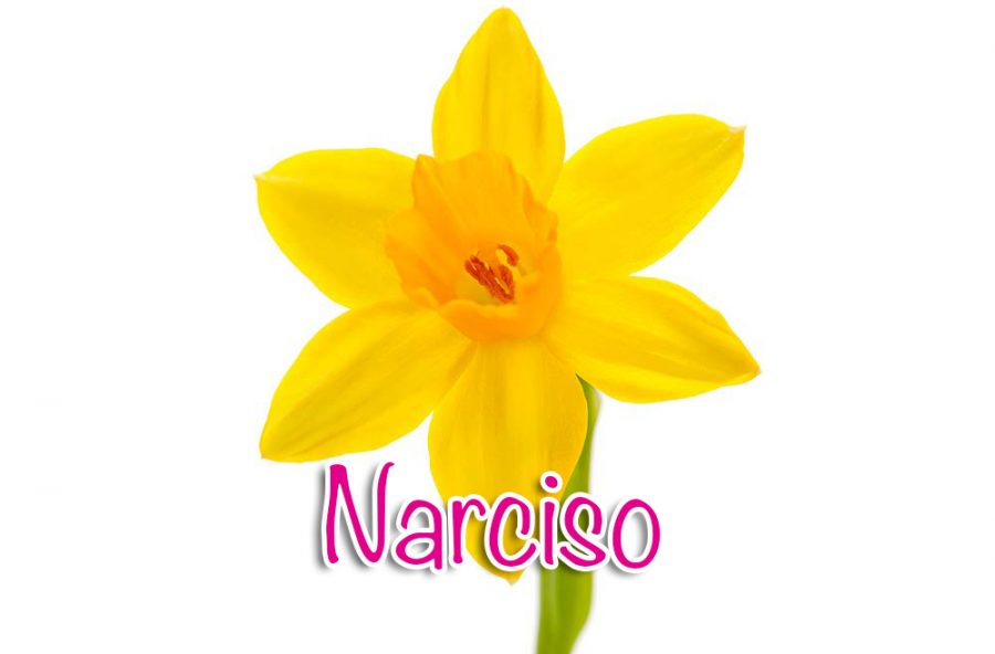 Narciso