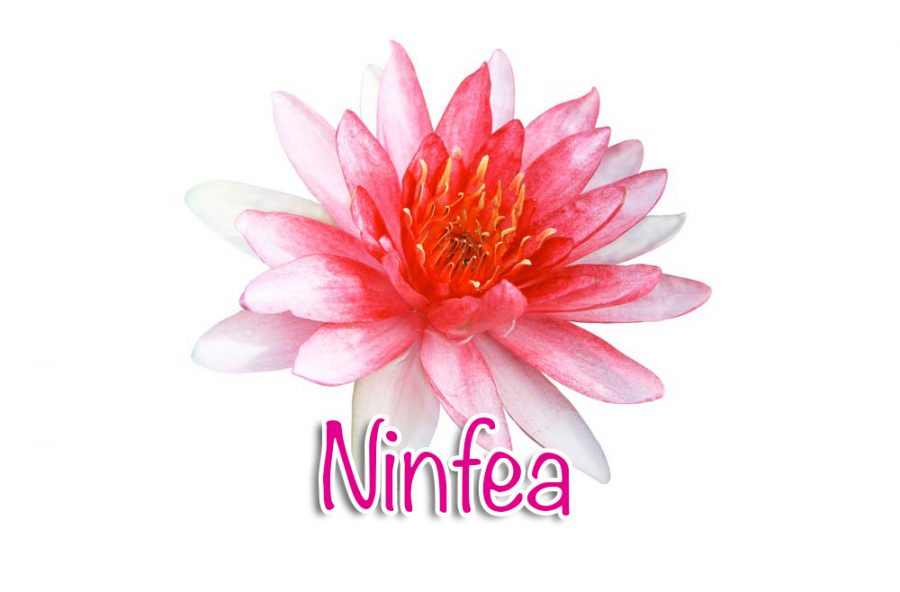 Ninfea