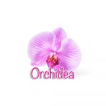 Orchid flower Orchid flower