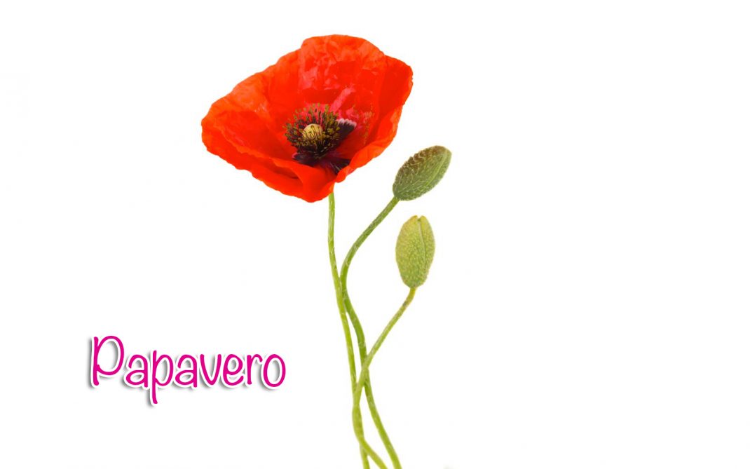 papavero papavero