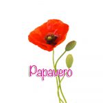 papavero papavero