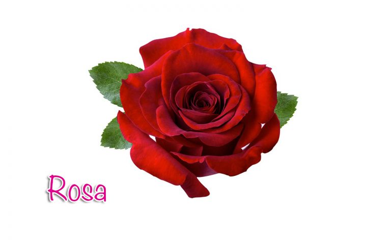rosa