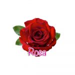 Red rose isolated on the white Red rose isolated on the white