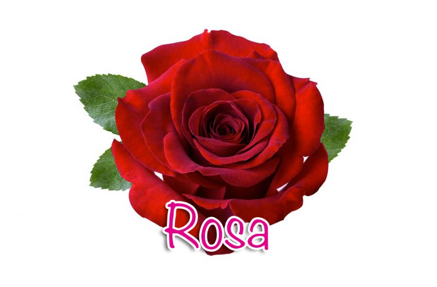 Rosa