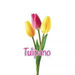 tulipani tulipani
