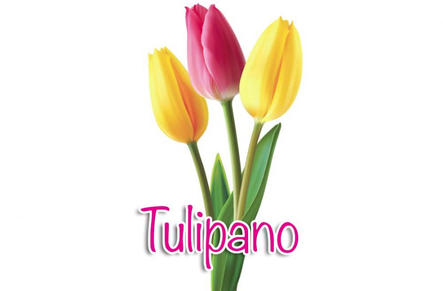 Tulipano