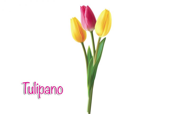 tulipano