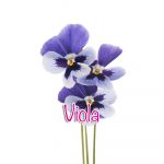 viola viola