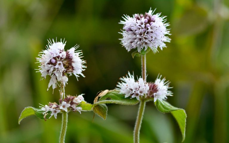 menta-acquatica