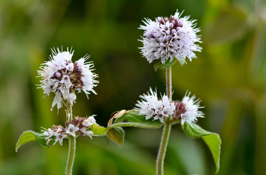 Menta acquatica per digerire meglio Menta acquatica per digerire meglio