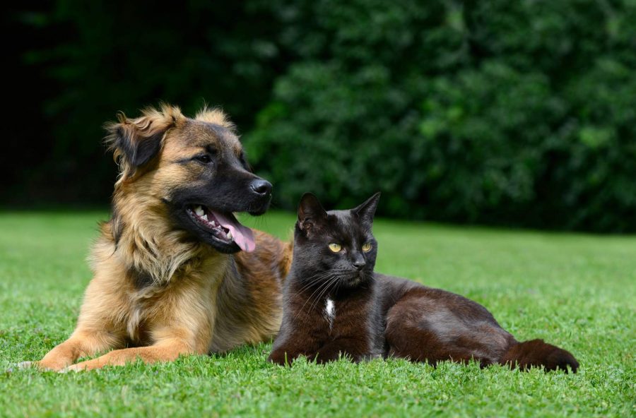 Mese dell’Igiene Orale di cane e gatto