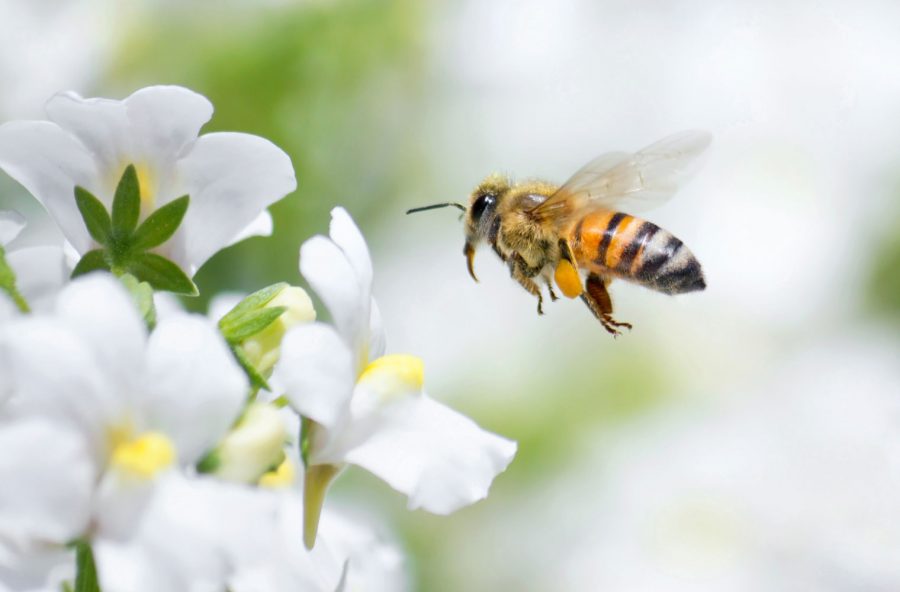 Api, vespe e calabroni: il decalogo per difendersi