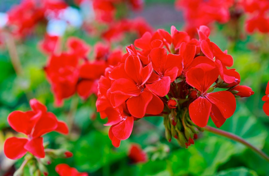 Geranio non solo antizanzare. Aiuta anche chi è a dieta