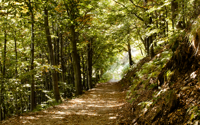 wellness-wood