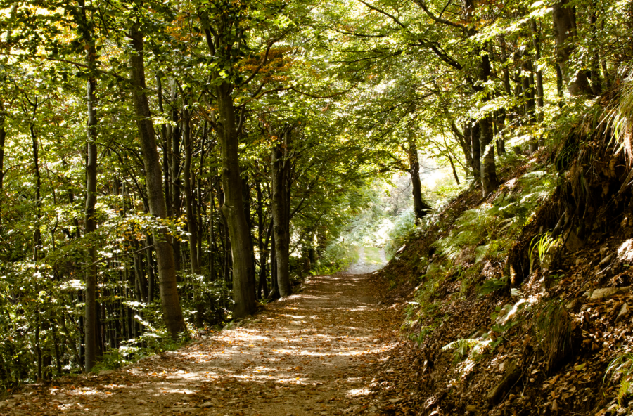 Rilassati, respira, cammina: è il nuovo mantra antistress