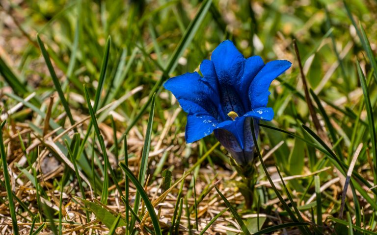 genziana genziana