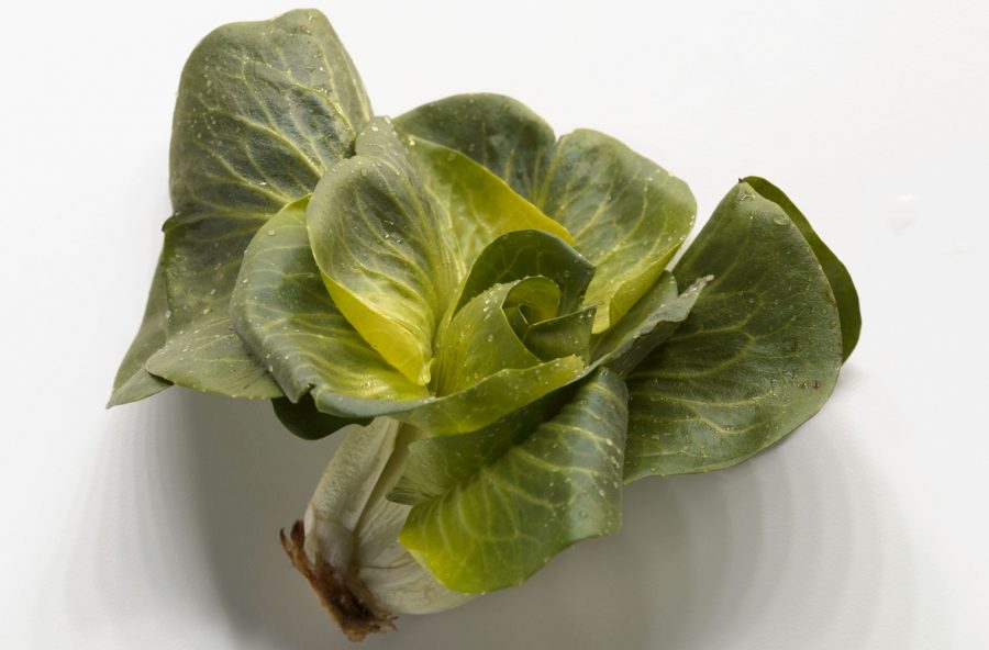 Cicorino, l’insalata amara detox