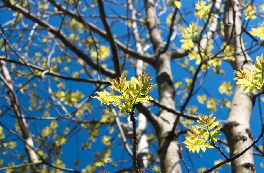 Frassino: prova il gemmoderivato. È anticellulite e diuretico