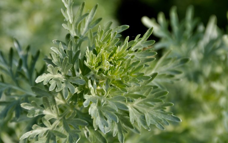 artemisia artemisia