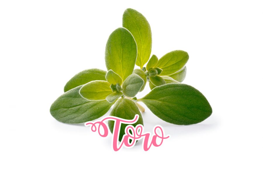 Toro: maggiorana, femminile e delicata