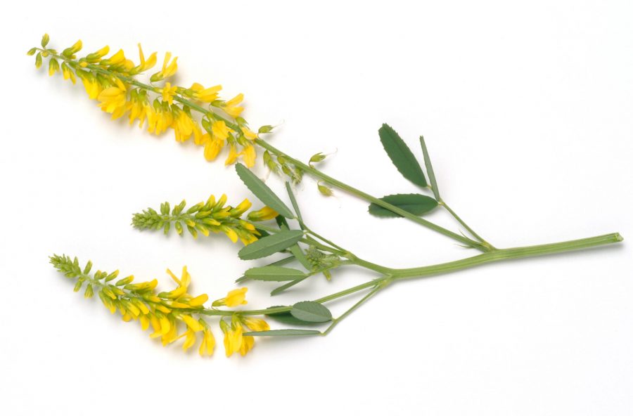 Cellulite: via gonfiori e ristagni con il meliloto