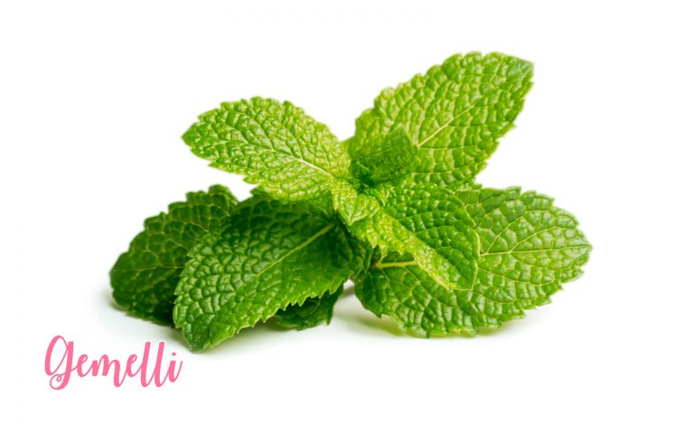 menta gemelli menta gemelli