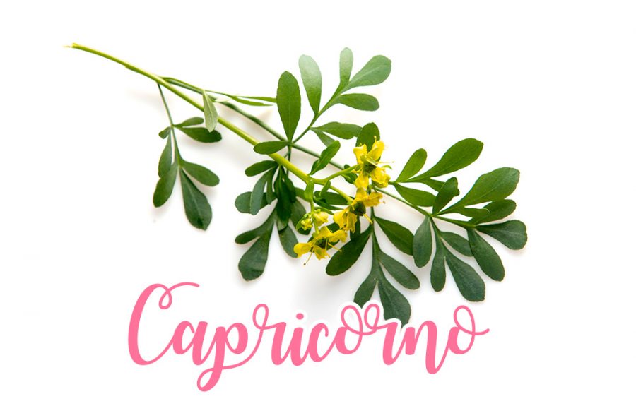 Capricorno: ruta, forte e amarognola