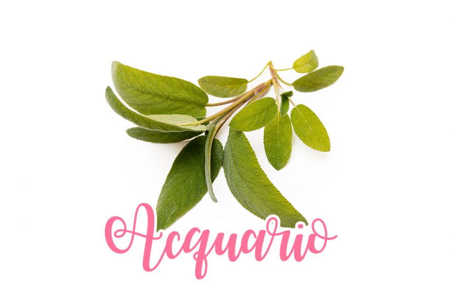Acquario: salvia, euforizzante e comunicativa
