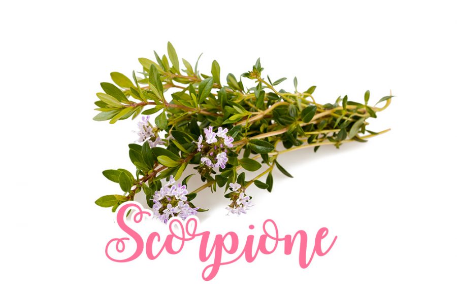 Scorpione: santoreggia, intensa e afrodisiaca