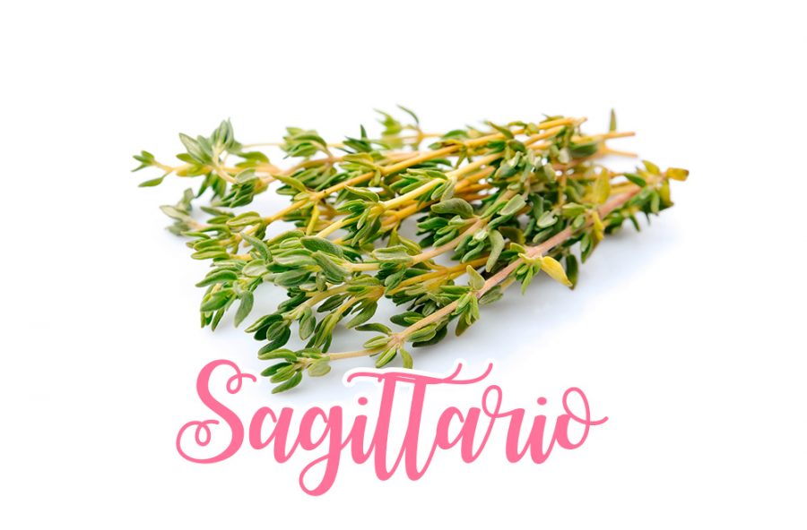 Sagittario: timo, caldo e ardimentoso