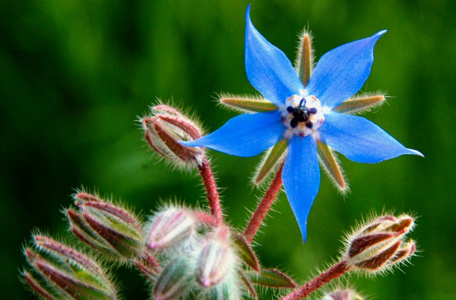 Borragine: l’erba della contentezza che fa bene alla pelle