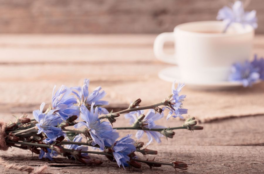 Cicoria, prova la tisana detox. La dieta è più efficace e il fegato ringrazia