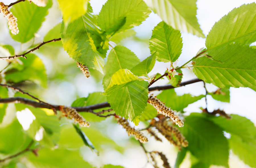 Ontano, per affrontare l’inverno con grinta e buonumore