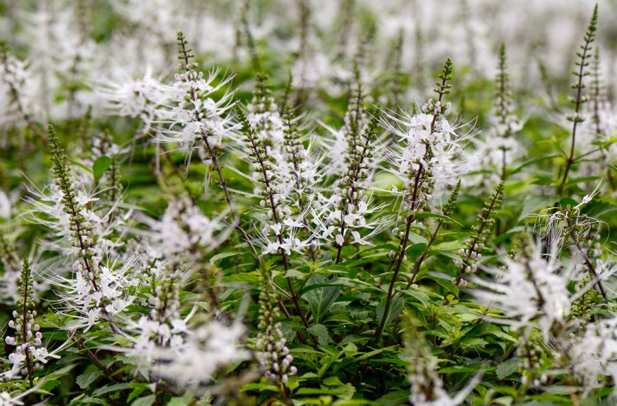 Tè di Giava: detox, diuretico, sveglia-metabolismo