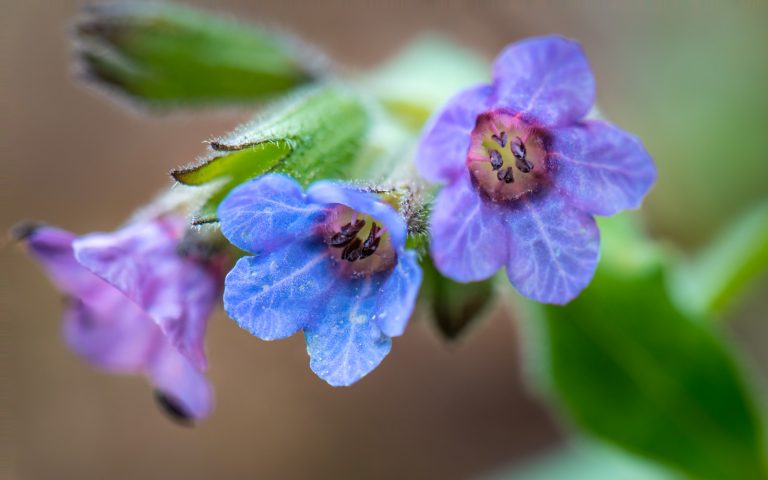 polmonaria polmonaria
