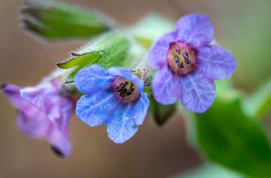 Polmonaria contro i malanni dell’inverno