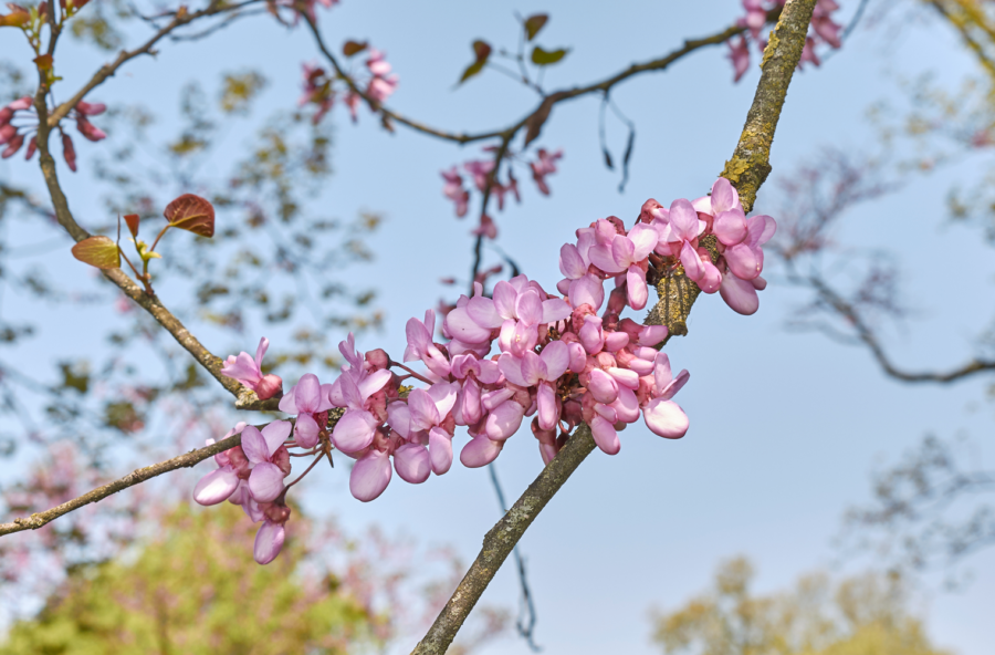 Albero di Giuda per difendersi da stress, inquinamento, sovrappeso