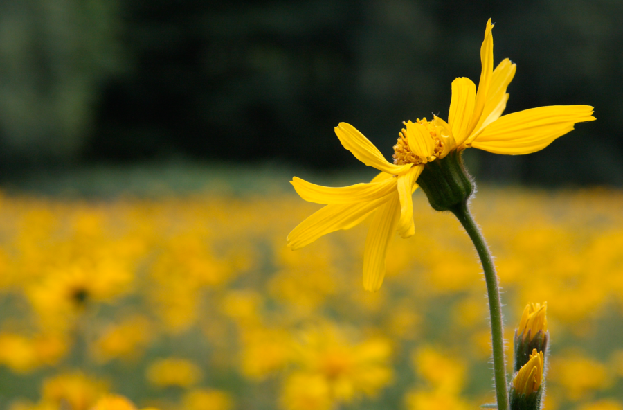 Arnica, l’antidolorifico per gli sportivi (e non solo)