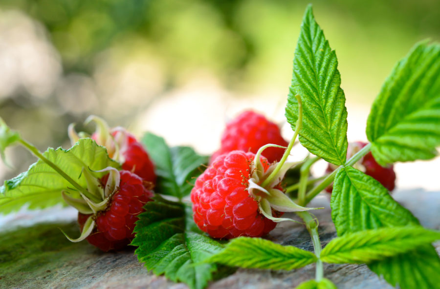 Disturbi del ciclo: dolori addio con il gemmoderivato di lampone