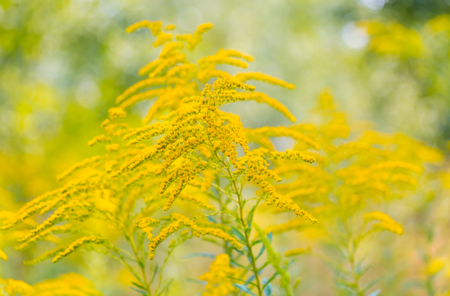 Detox di primavera con la tintura madre di Verga d’oro