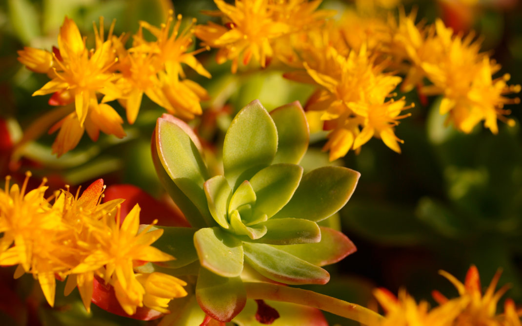rhodiola rhodiola