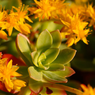Dieta: per adattarsi (e resistere alla fame) c’è la Rhodiola