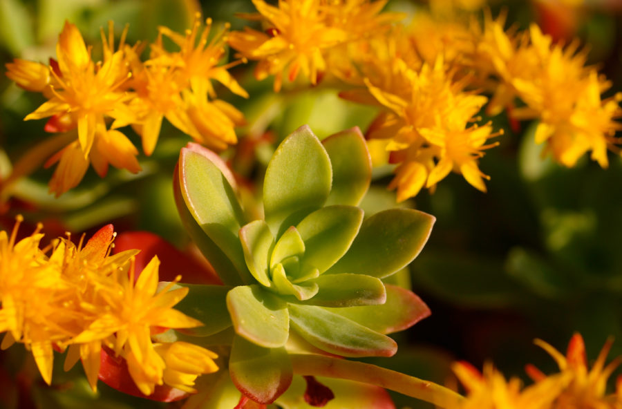 Dieta: per adattarsi (e resistere alla fame) c’è la Rhodiola Dieta: per adattarsi (e resistere alla fame) c’è la Rhodiola