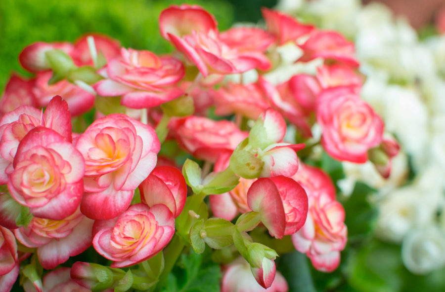 Begonie per macedonie e insalate detox