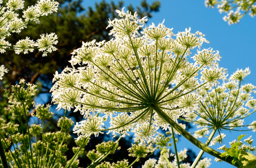 Infuso di fiori di angelica contro il mal di testa