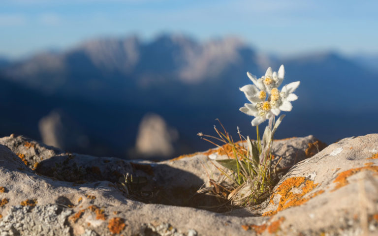 piante-montagna piante-montagna